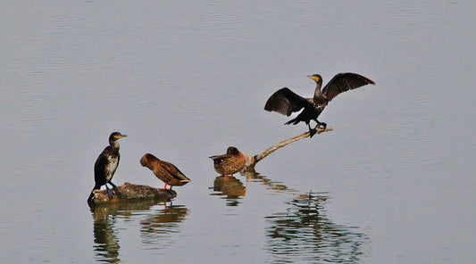 The Untold Benefits of Thermal Monocular in Duck Hunting